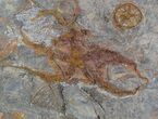 Ordovician Brittle Star (Ophiura) & Many Other Fossils #56360-3